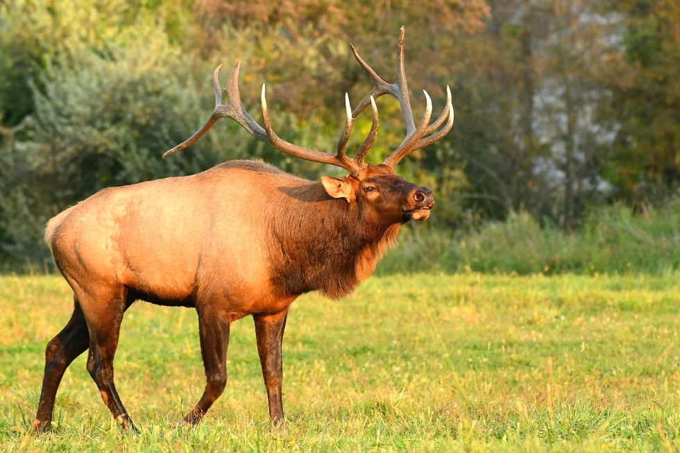 Dr. David Sloas  Tennessee Elk