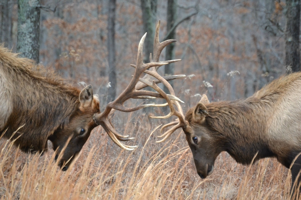 Dueling Elk Tennessee Elk