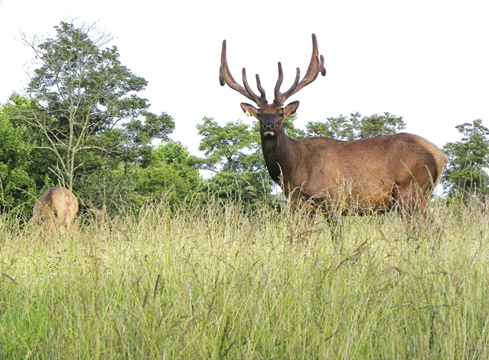 Tennessee Wildlife Federation Tennessee Elk