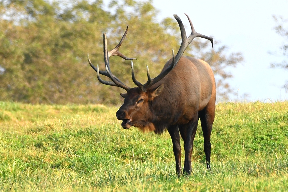Dr. David Sloas Wildlife Photography Tennessee Elk