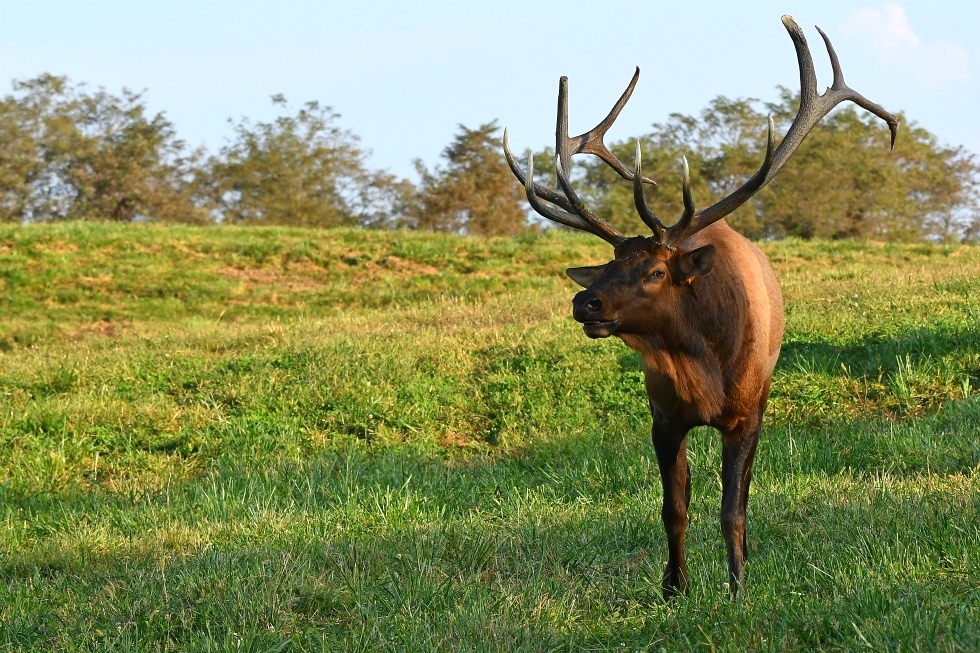 Dr. David Sloas Wildlife Photography Tennessee Elk