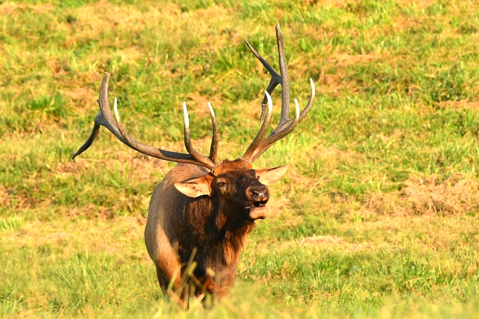 Dr. David Sloas Hatfield Knob Elk Collection Tennessee Elk