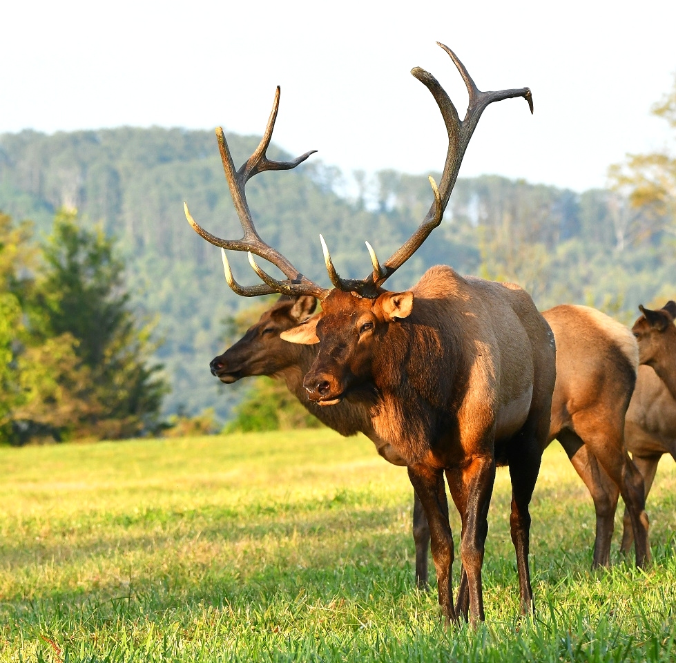 Dr. David Sloas Hatfield Knob Elk Collection Tennessee Elk