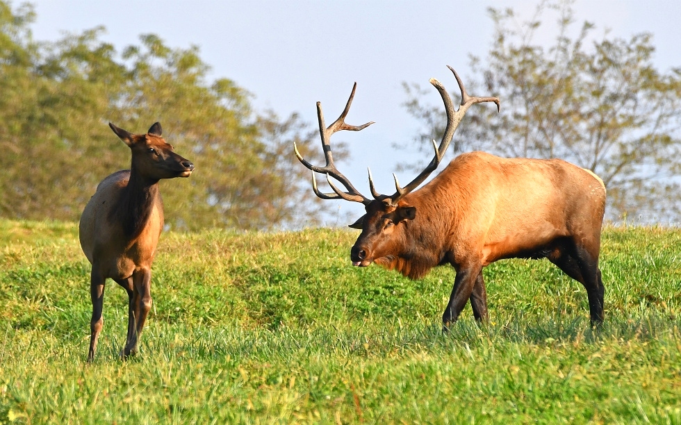 Dr. David Sloas Hatfield Knob Elk Collection Tennessee Elk